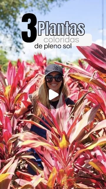 Beijo-pintado : Como Cuidar da Impatiens hawkeri, a Planta que Adiciona Cor e Beleza ao Seu Jardim. 8 Beijo-pintado : Como Cuidar da Impatiens hawkeri, a Planta que Adiciona Cor e Beleza ao Seu Jardim.