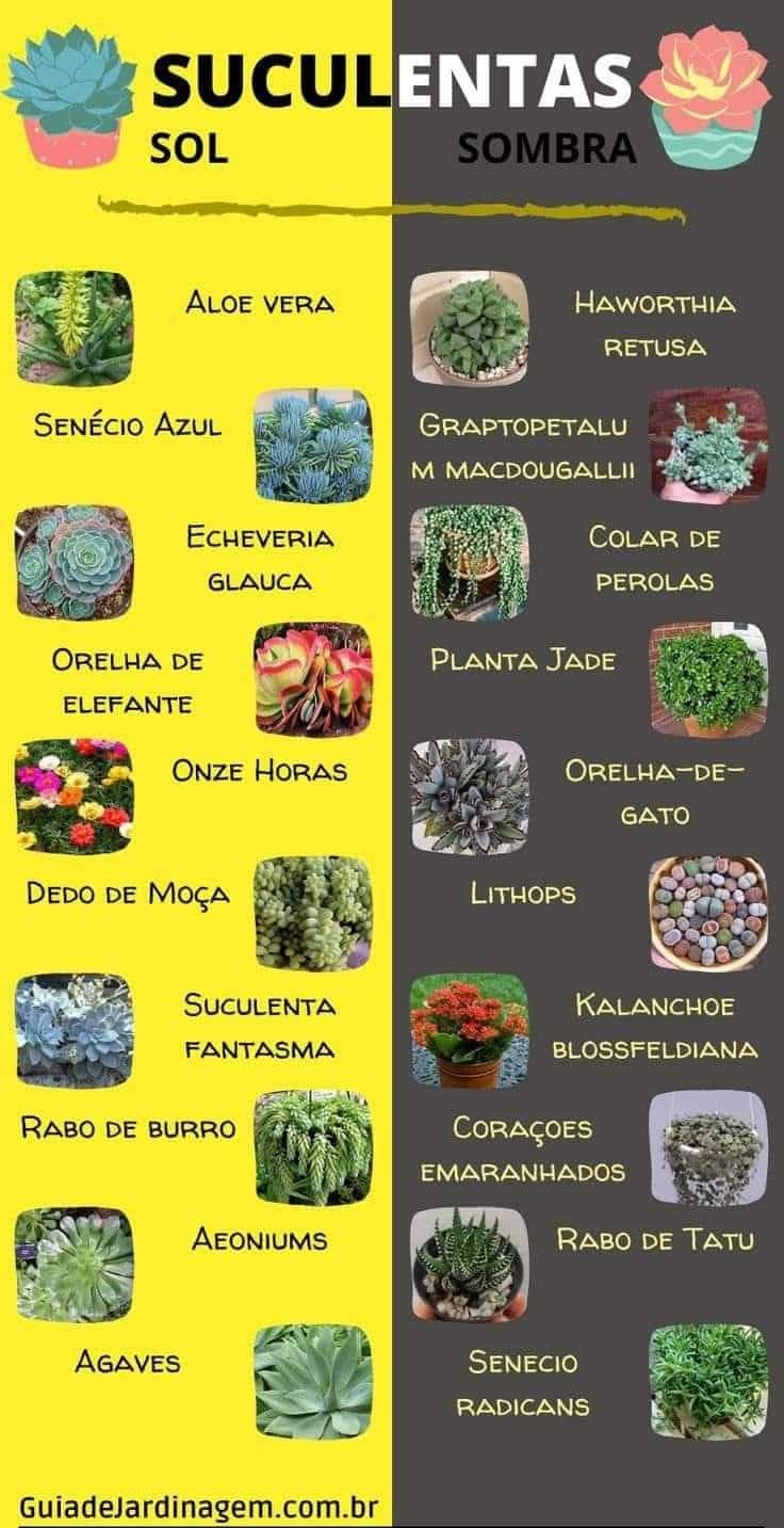 Sintomas Ambientais e Cuidados Inadequados com as Plantas 8 Sintomas Ambientais e Cuidados Inadequados com as Plantas