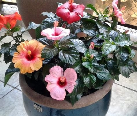 Beijo-pintado : Como Cuidar da Impatiens hawkeri, a Planta que Adiciona Cor e Beleza ao Seu Jardim. 2 Beijo-pintado : Como Cuidar da Impatiens hawkeri, a Planta que Adiciona Cor e Beleza ao Seu Jardim.