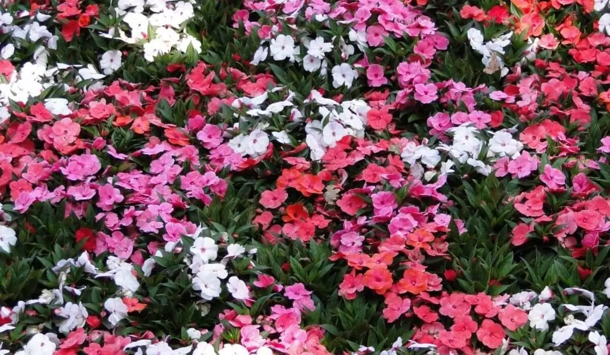Beijo-pintado : Como Cuidar da Impatiens hawkeri, a Planta que Adiciona Cor e Beleza ao Seu Jardim. 1 beijo-pintado-impatiens-hawkeri