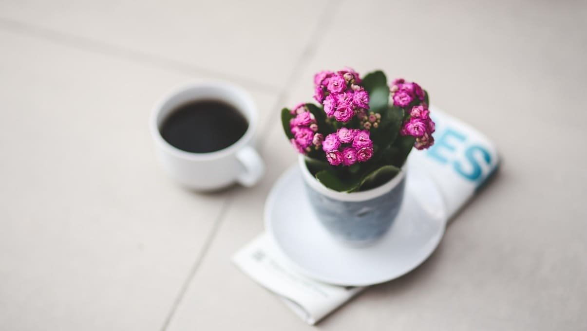 Como Cultivar Flor da Fortuna em Vasos: Cuidados Essenciais 1 como-cultivar-flor-da-fortuna-em-vasos