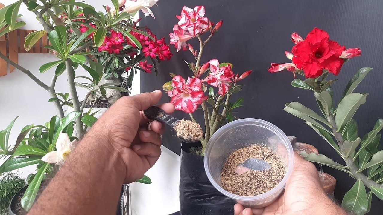 Como Fazer Muda da Rosa do Deserto: Passo a Passo Para Cultivar Sua Planta Ornamental