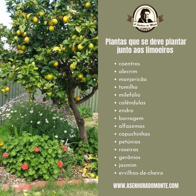 Frutíferas em Espaldeira: Cultivando Sabor e Beleza no Seu Jardim 2 Frutíferas em Espaldeira: Cultivando Sabor e Beleza no Seu Jardim