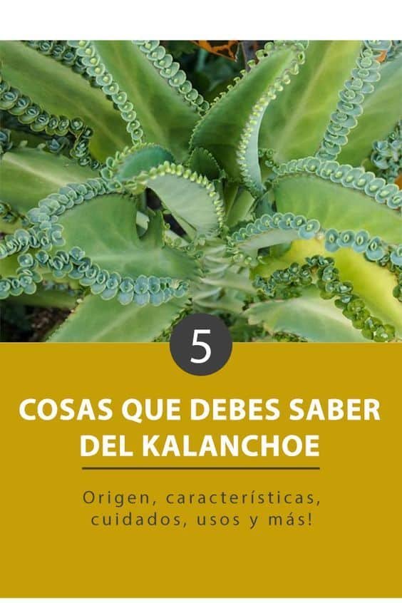 Kalanchoe Orgyalis: Cuidados e Dicas para Cultivar a Suculenta Colher de Cobre 3 Kalanchoe Orgyalis: Cuidados e Dicas para Cultivar a Suculenta Colher de Cobre
