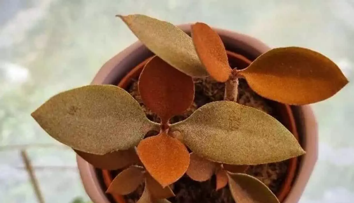 Kalanchoe Orgyalis: Cuidados e Dicas para Cultivar a Suculenta Colher de Cobre 1 kalanchoe-orgyalis