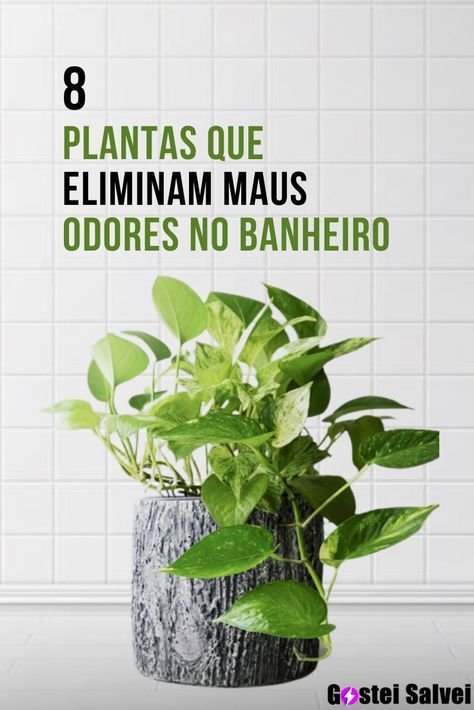 Sintomas Ambientais e Cuidados Inadequados com as Plantas 2 Sintomas Ambientais e Cuidados Inadequados com as Plantas