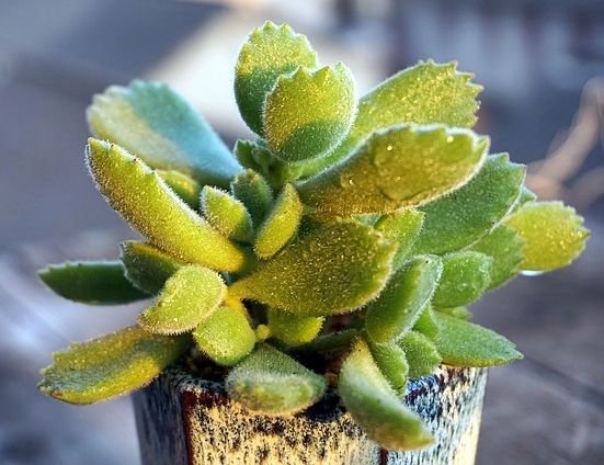 Suculenta Patinha de Urso: Guia Completo de Cultivo e Cuidados 2 Suculenta Patinha de Urso: Guia Completo de Cultivo e Cuidados