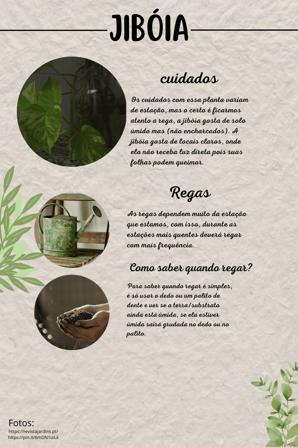 Tipos de Planta Jiboia: Conheça as Variedades e Cuidados Essenciais