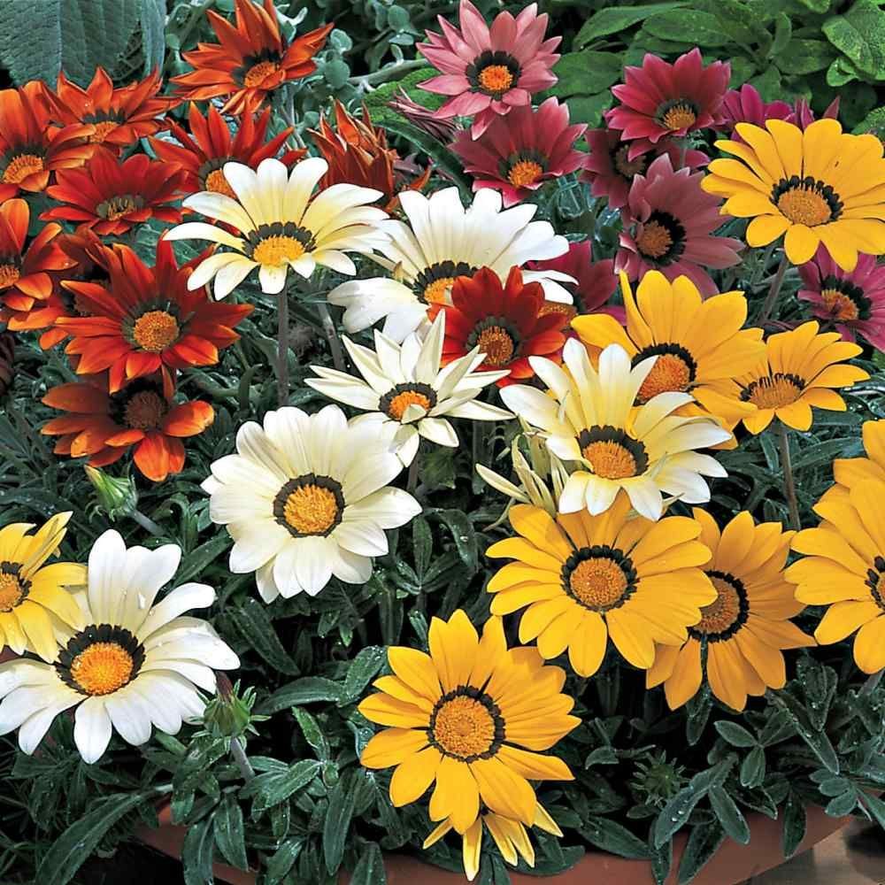 Casas de Campo com Jardim de Flores: 10 Ambientes Encantadores 5 Casas de Campo com Jardim de Flores: 10 Ambientes Encantadores